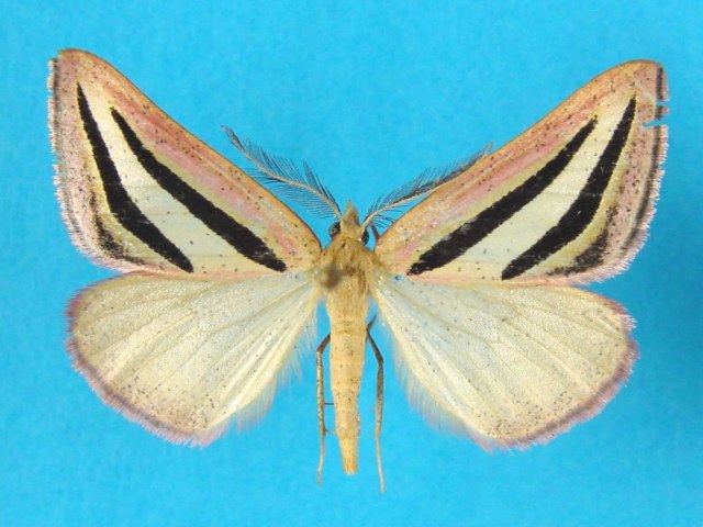 Pseudomaenas tricolor